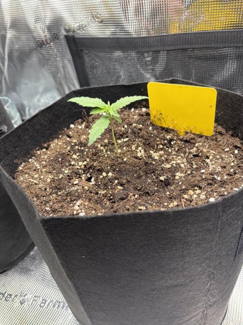 Growfirst. Week 2