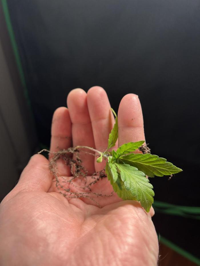 First Run. Week 3 - The unfortunate end