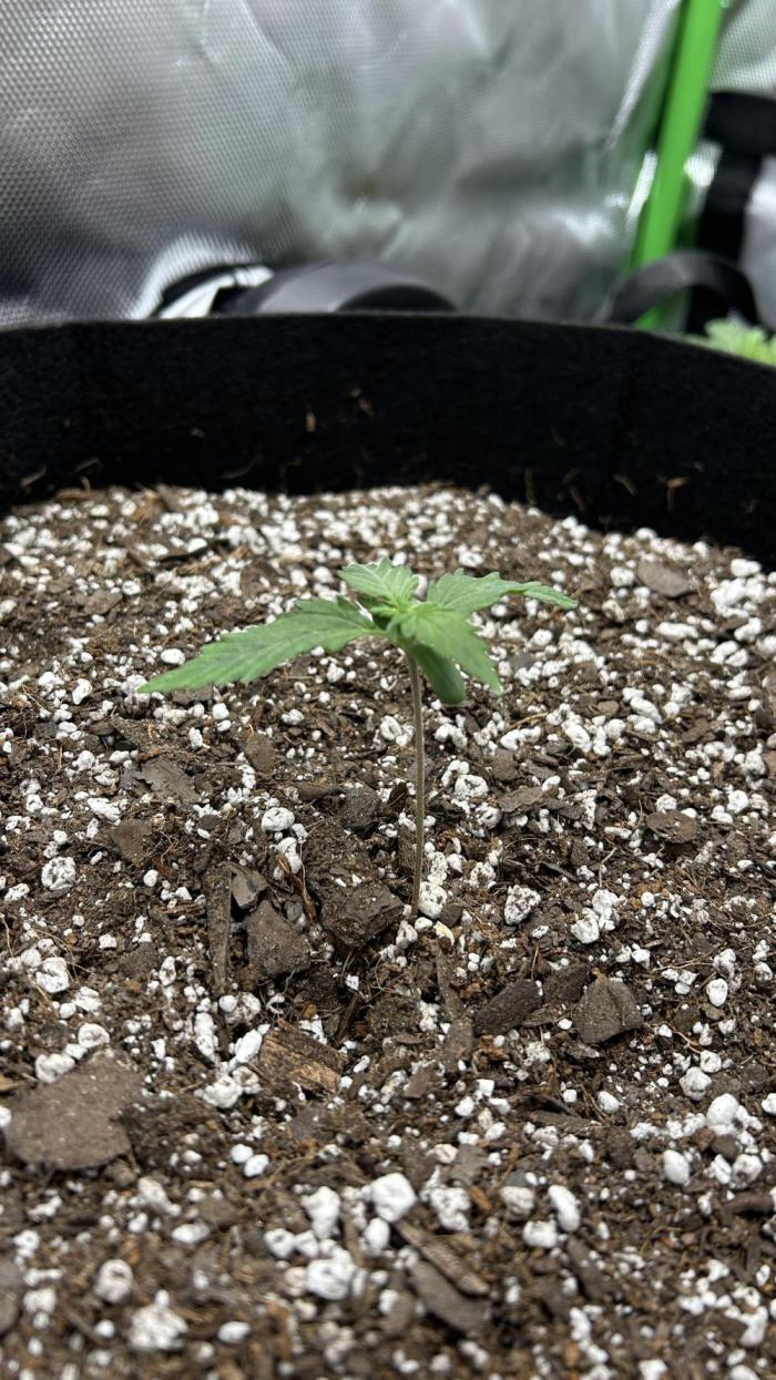 2nd Attempt. Week 1 - Day 8