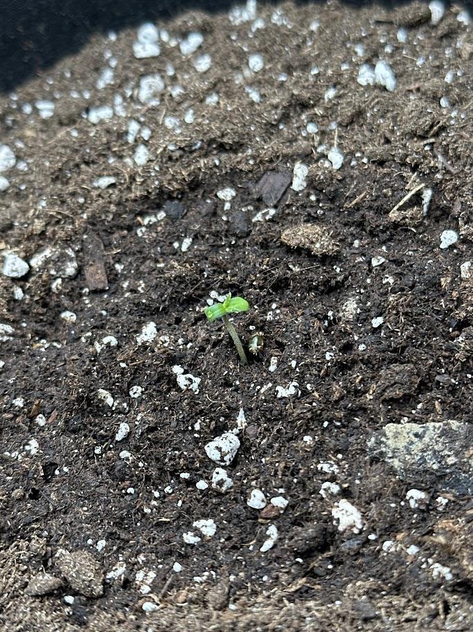 Royal Highness Winter 2025/26. Week 0