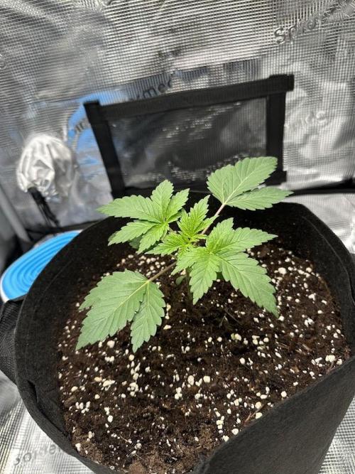 Royal Highness Winter 2025/26. Week 2