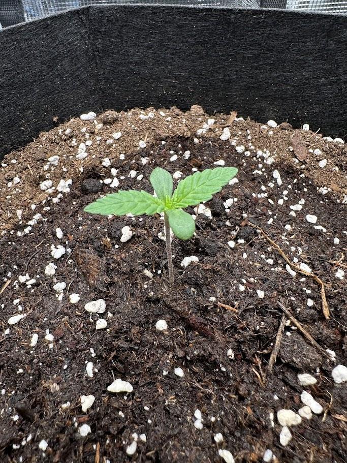 Royal Highness Winter 2025/26. Week 1