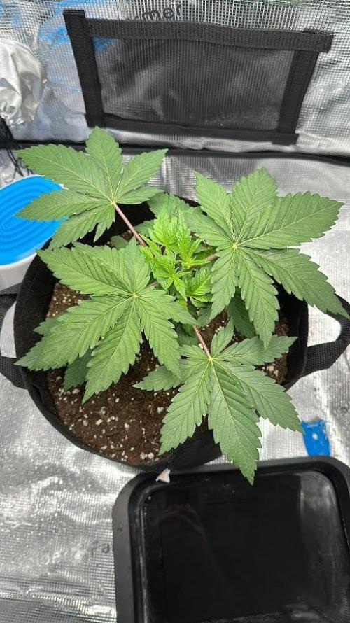 Royal Highness Winter 2025/26. Week 3