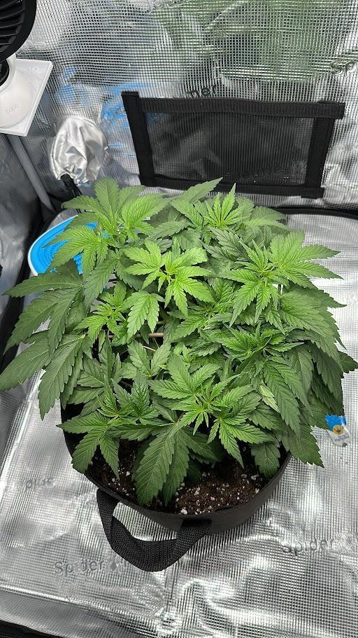 Royal Highness Winter 2025/26. Week 5