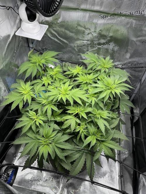Royal Highness Winter 2025/26. Week 6