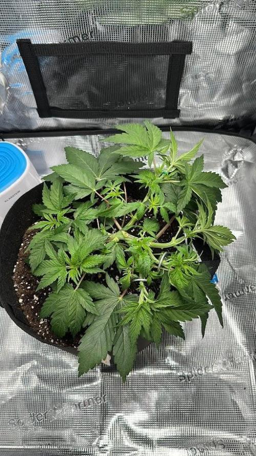 Royal Highness Winter 2025/26. Week 4