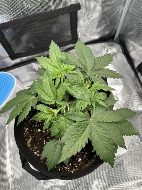 Royal Highness Winter 2025/26. Week 3