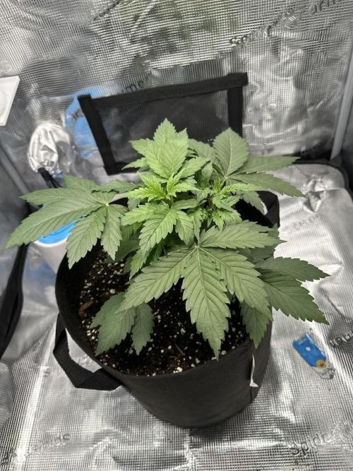 Royal Highness Winter 2025/26. Week 3
