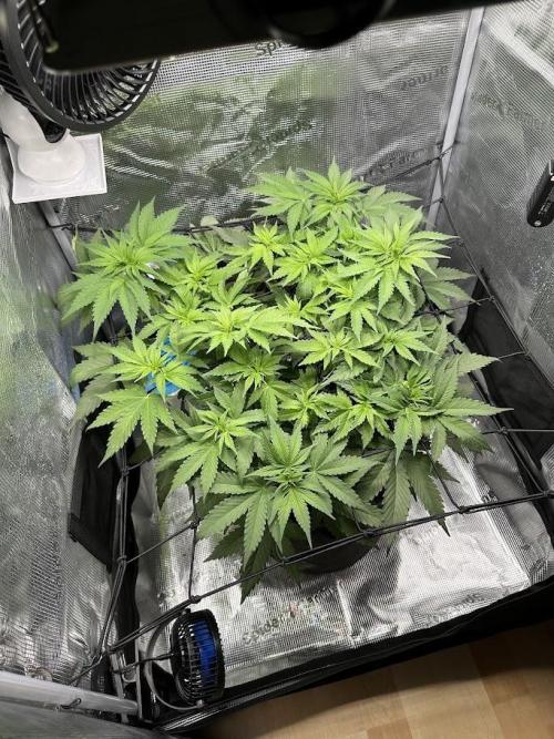 Royal Highness Winter 2025/26. Week 6