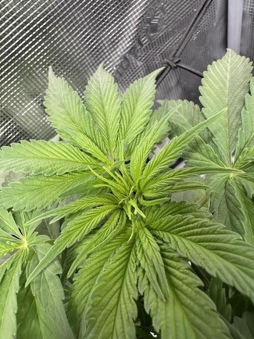 Royal Highness Winter 2025/26. Week 6