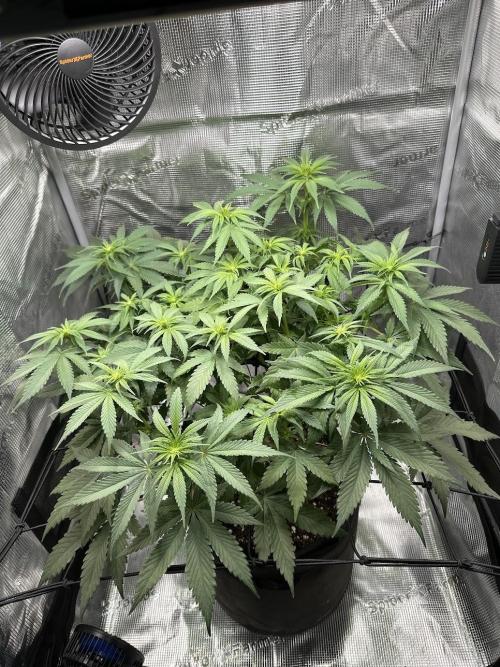 Royal Highness Winter 2025/26. Week 8 - 3. Blütewoche - Zu Buschig kaum Luftzirkulation durch die Blätter