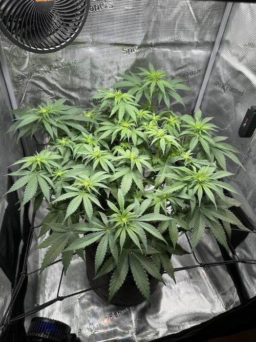 Royal Highness Winter 2025/26. Week 8 - 3. Blütewoche nach dem Entlauben