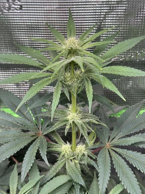 Royal Highness Winter 2025/26. Week 9