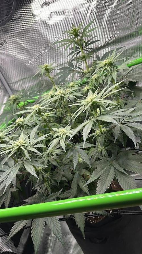 Royal Highness Winter 2025/26. Week 9