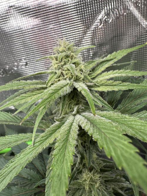 Royal Highness Winter 2025/26. Week 10