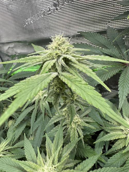 Royal Highness Winter 2025/26. Week 10
