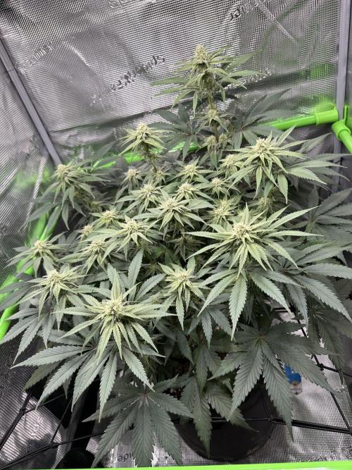 Royal Highness Winter 2025/26. Week 10