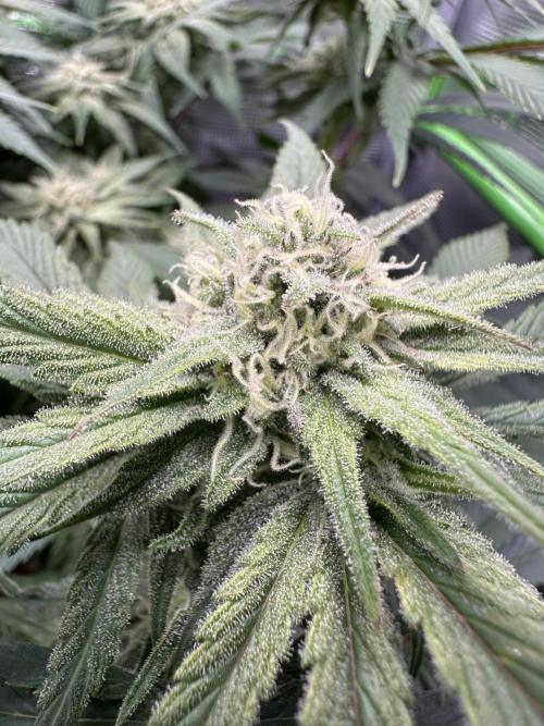 Royal Highness Winter 2025/26. Week 10
