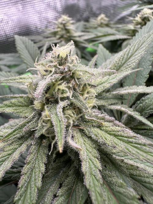 Royal Highness Winter 2025/26. Week 11