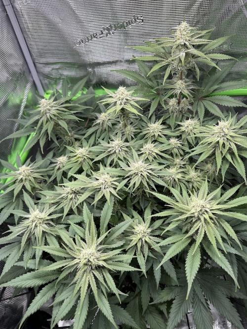 Royal Highness Winter 2025/26. Week 11
