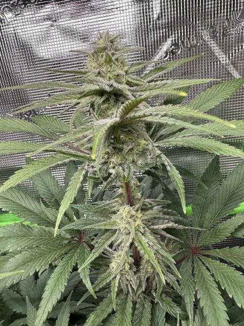 Royal Highness Winter 2025/26. Week 11