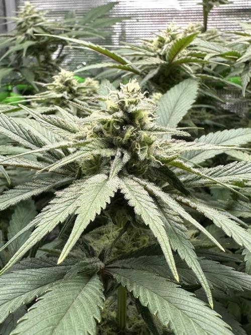 Royal Highness Winter 2025/26. Week 11