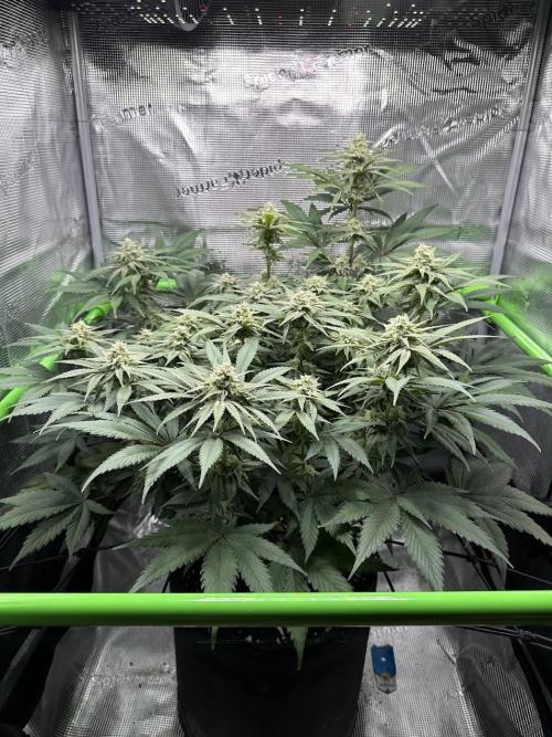 Royal Highness Winter 2025/26. Week 11