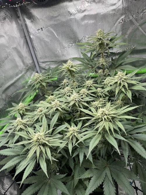 Royal Highness Winter 2025/26. Week 11