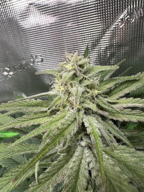 Royal Highness Winter 2025/26. Week 11
