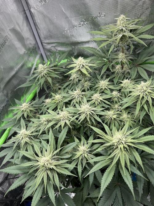 Royal Highness. Week 11