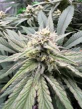 Royal Highness. Week 11