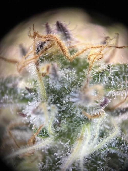 Royal Highness Winter 2025/26. Week 12