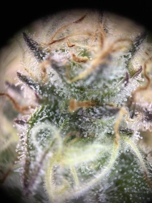 Royal Highness Winter 2025/26. Week 12