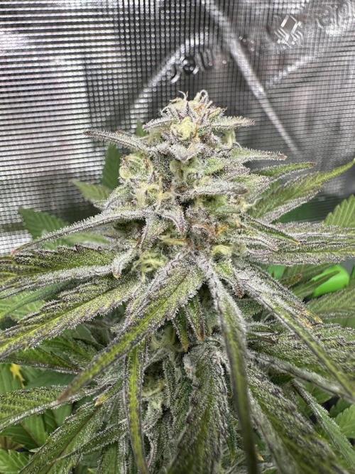 Royal Highness Winter 2025/26. Week 12