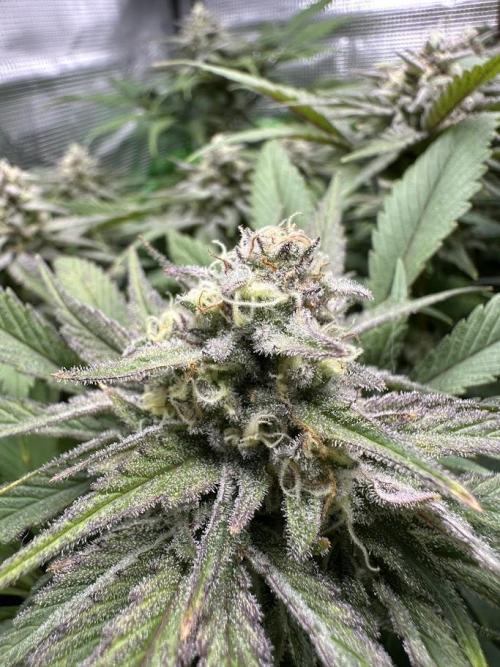 Royal Highness Winter 2025/26. Week 12
