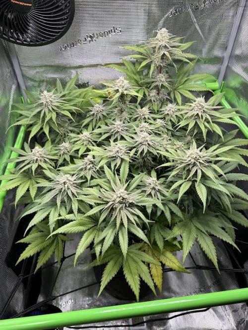 Royal Highness. Week 12