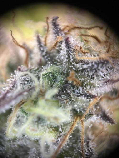 Royal Highness Winter 2025/26. Week 13