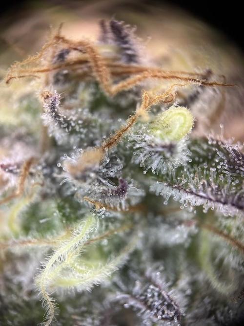 Royal Highness Winter 2025/26. Week 13