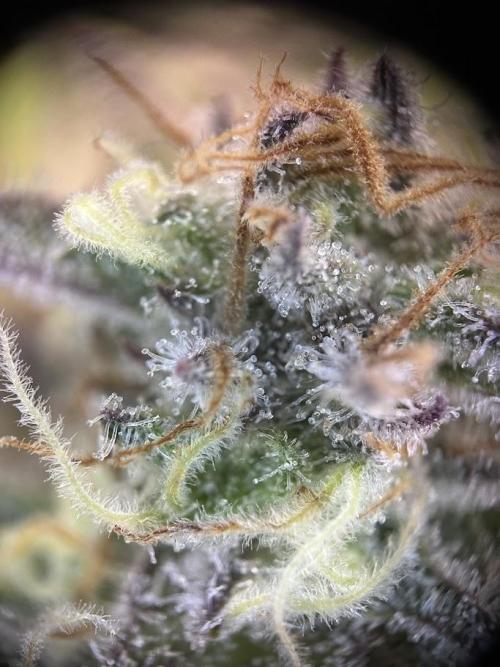 Royal Highness. Week 13