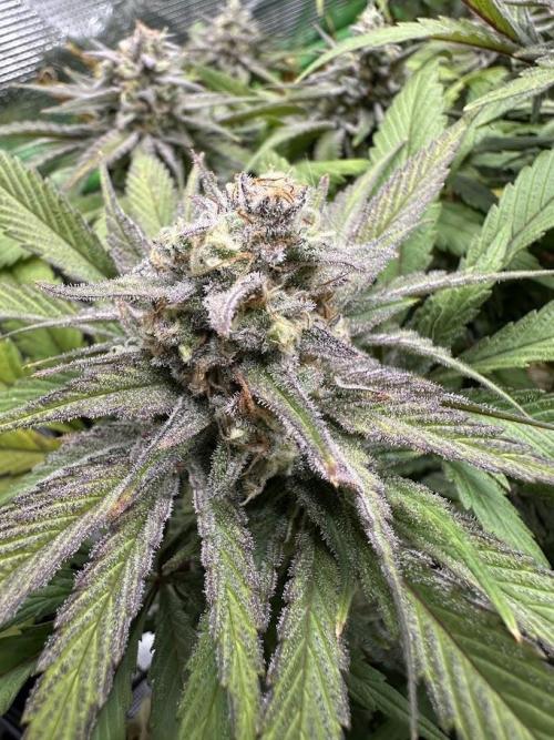 Royal Highness Winter 2025/26. Week 13