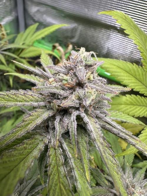 Royal Highness Winter 2025/26. Week 13