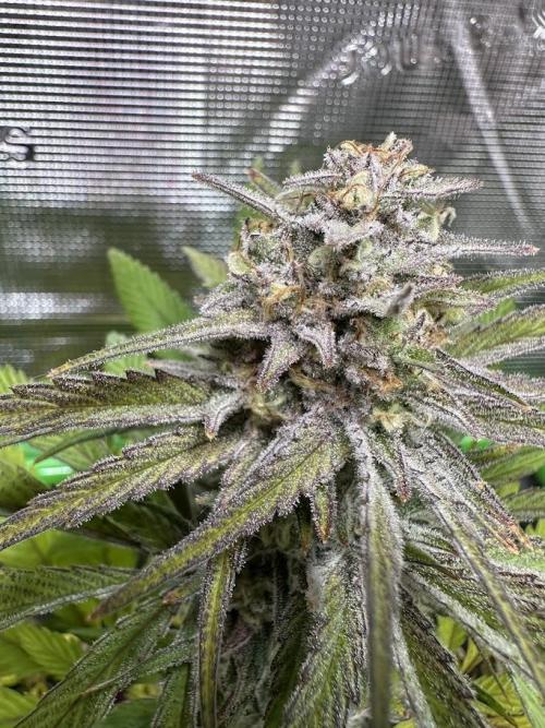 Royal Highness Winter 2025/26. Week 13