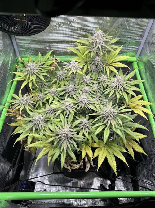 Royal Highness Winter 2025/26. Week 13