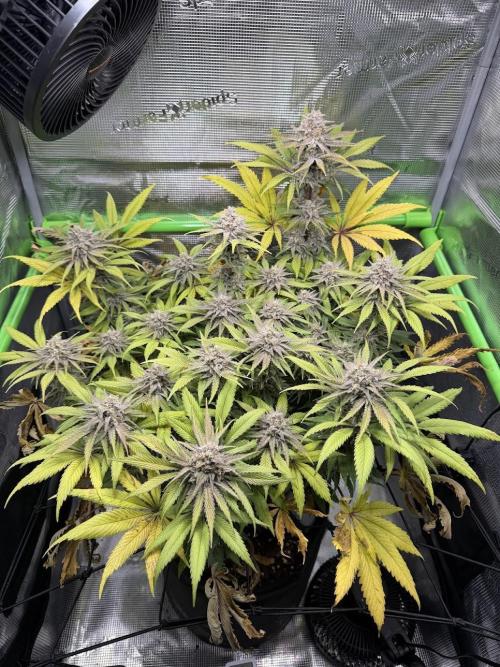 Royal Highness Winter 2025/26. Week 14