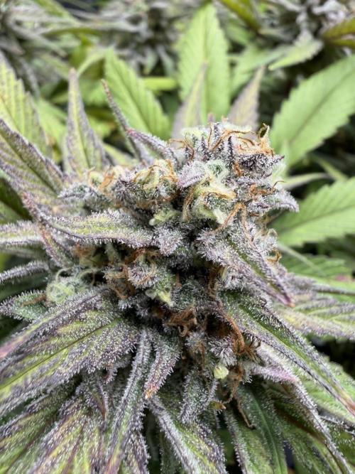 Royal Highness Winter 2025/26. Week 14