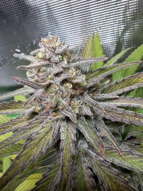 Royal Highness Winter 2025/26. Week 14