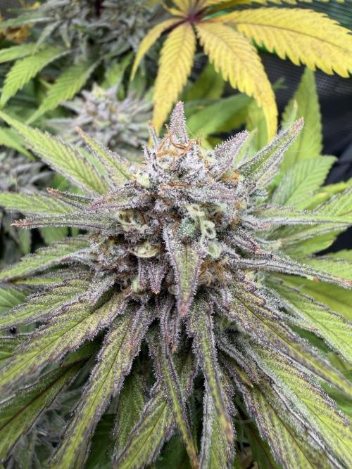 Royal Highness Winter 2025/26. Week 14