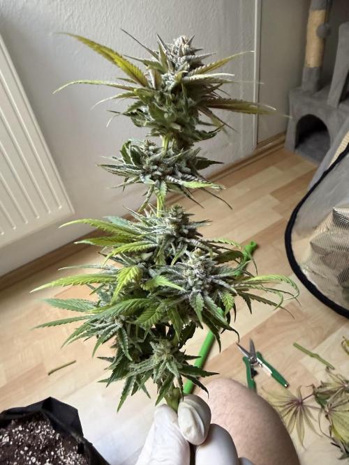 Royal Highness Winter 2025/26. Week 14