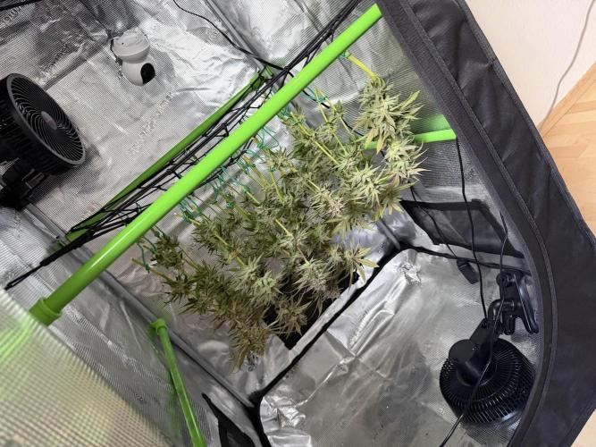 Royal Highness Winter 2025/26. Week 14