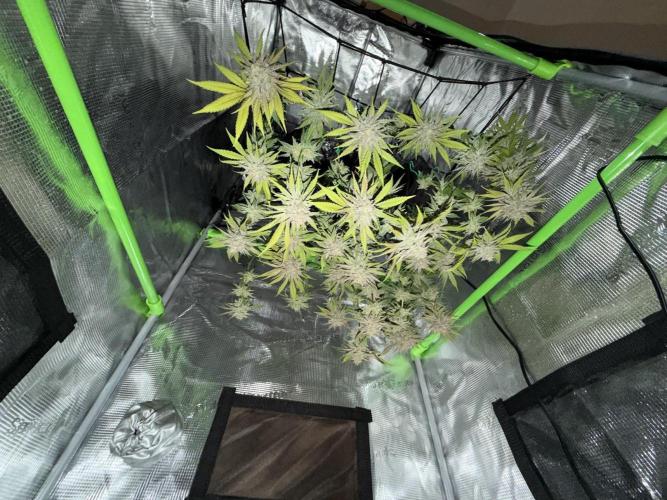 Royal Highness Winter 2025/26. Week 14